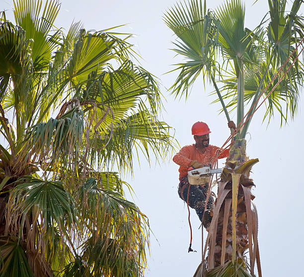 Tree Branch Trimming in Shenandoah Heights, PA